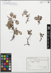 Foto von Salix reticulata L.